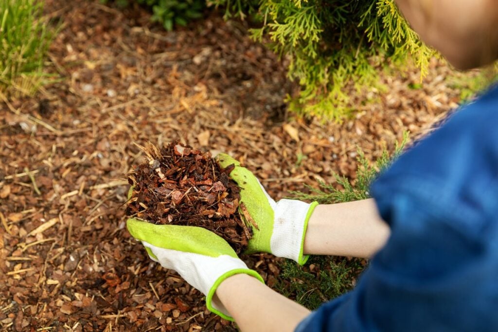 Pine mulch