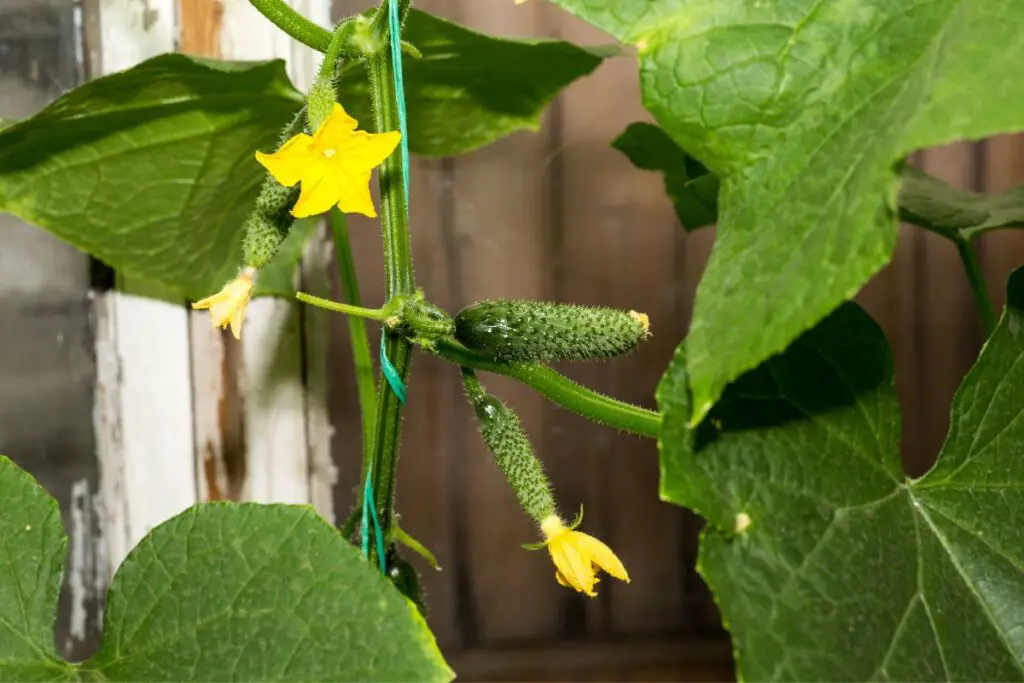 trellis cucumber