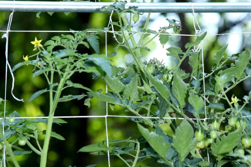 trellis in tomatoes