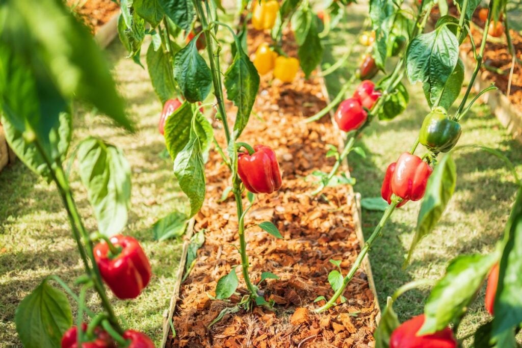 ginger and bell peppers 1