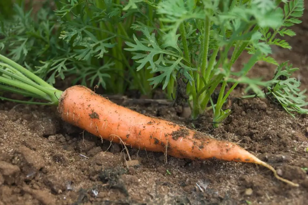 planting carrot