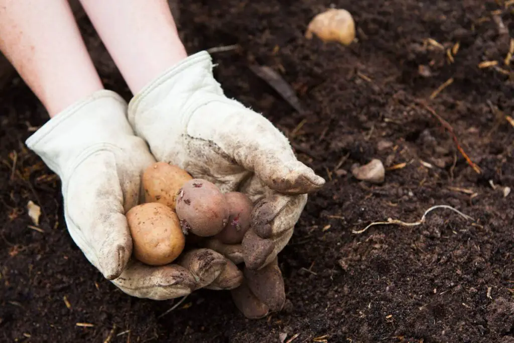 potatoes planting