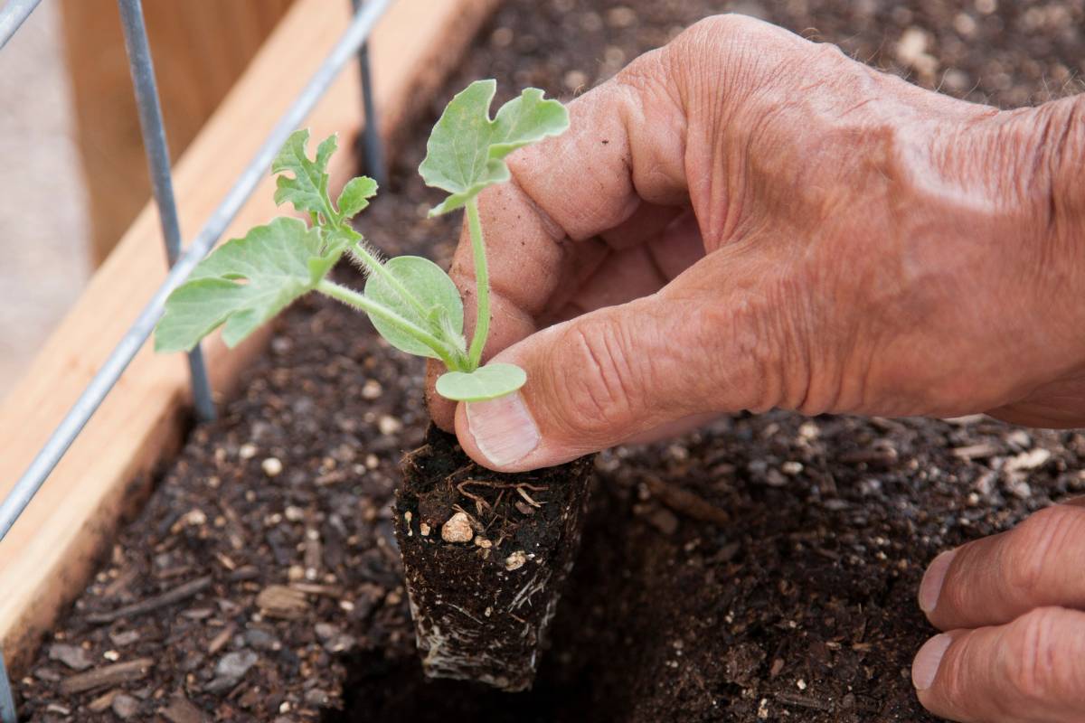 How Far Apart To Plant Watermelon In A Raised Bed? (+7 Mistakes To Avoid)