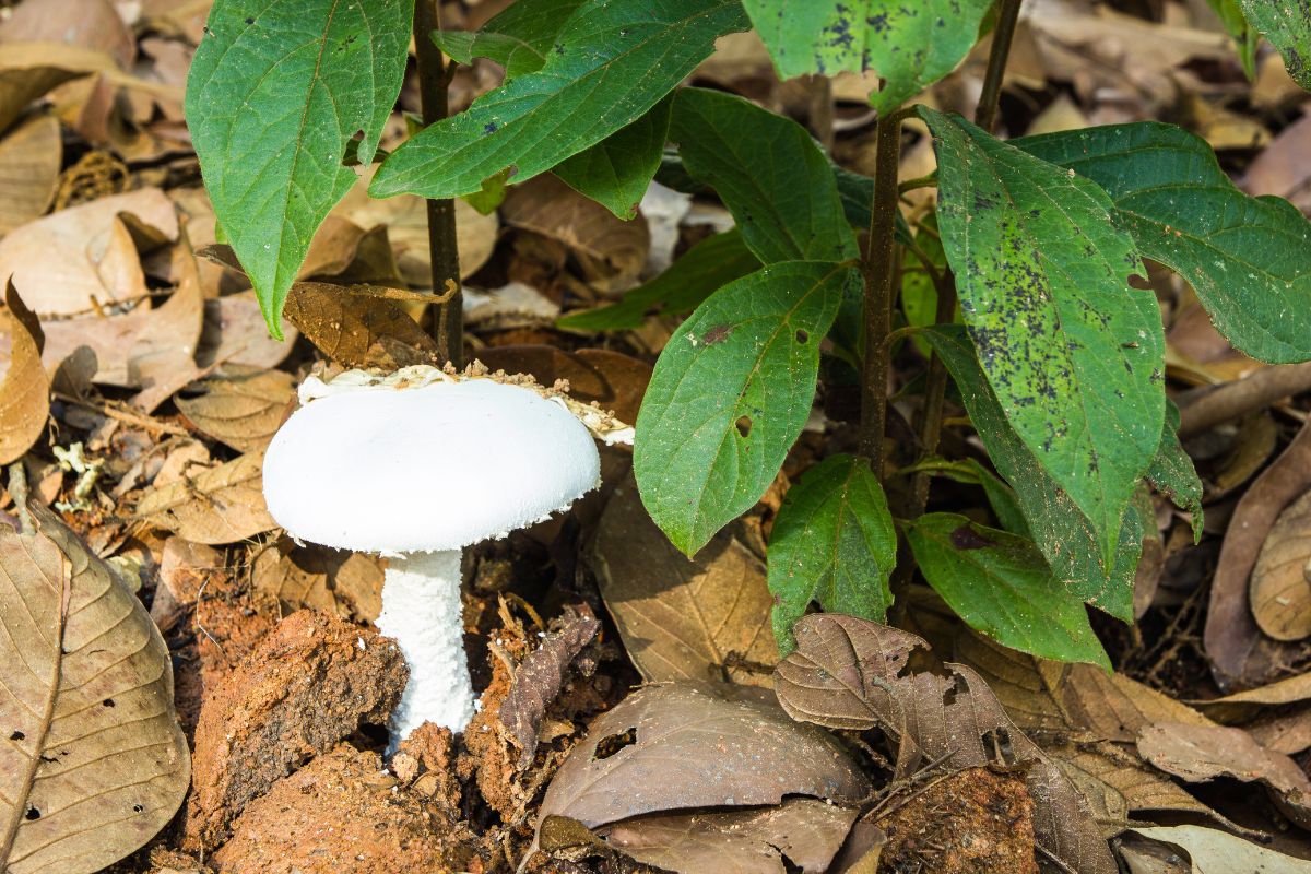 Mushrooms Growing In My Raised Garden Bed 6 Problems+Fix