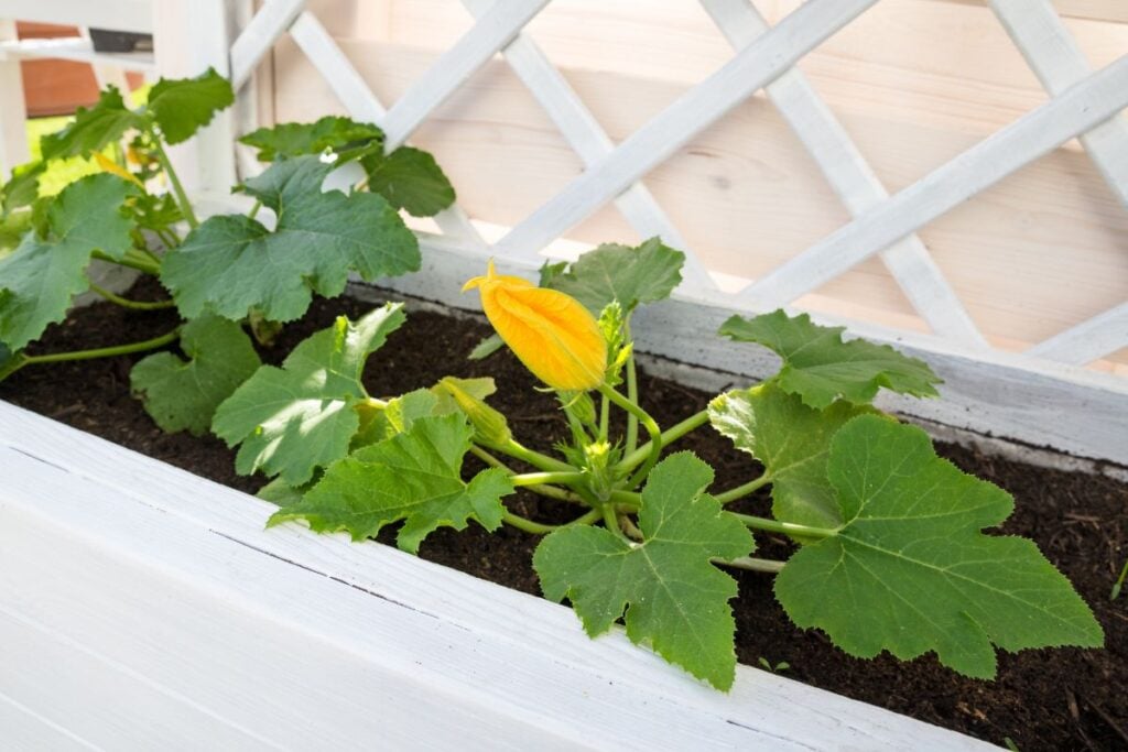 raised bed Zucchini 2