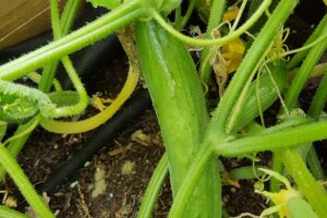 How Far Apart To Plant Cucumbers In A Raised Bed? (+10 Mistakes To Avoid)