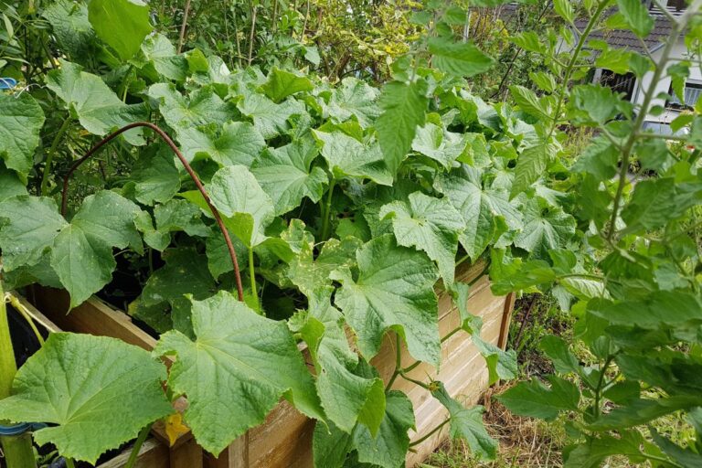 How Far Apart To Plant Cucumbers In A Raised Bed? (+10 Mistakes To Avoid)