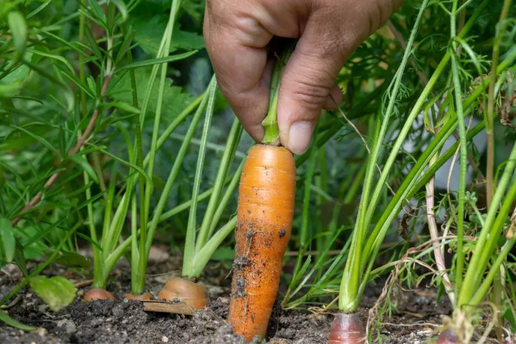 Pulling the carrots