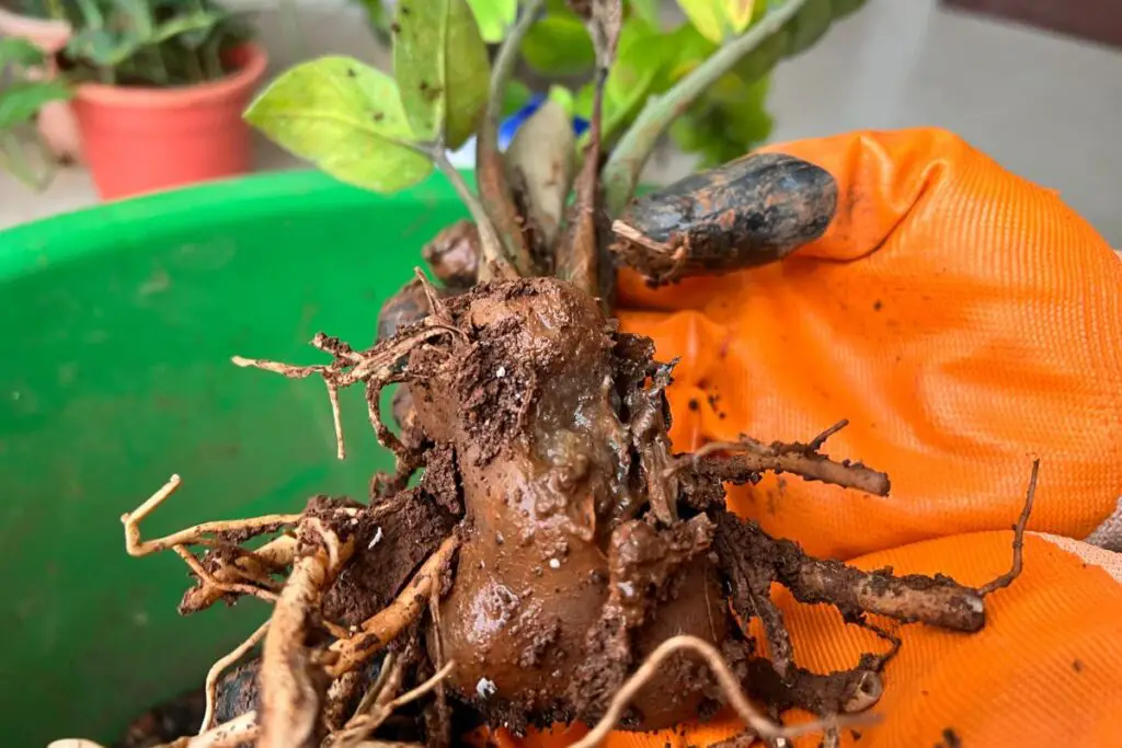 Root rot