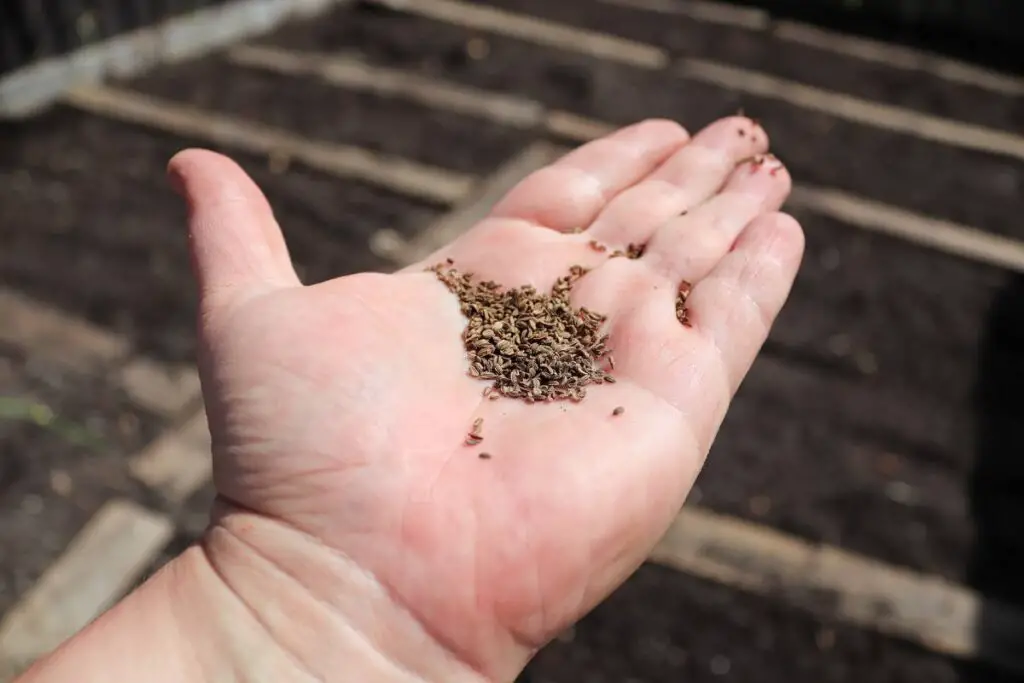 carrot seed planting