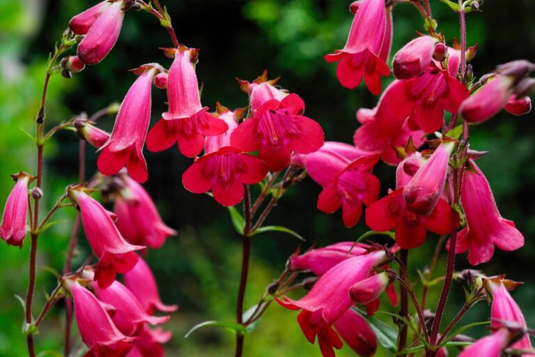BEST FLOWERS TO GROW IN CENTRAL CALIFORNIA visual data 5