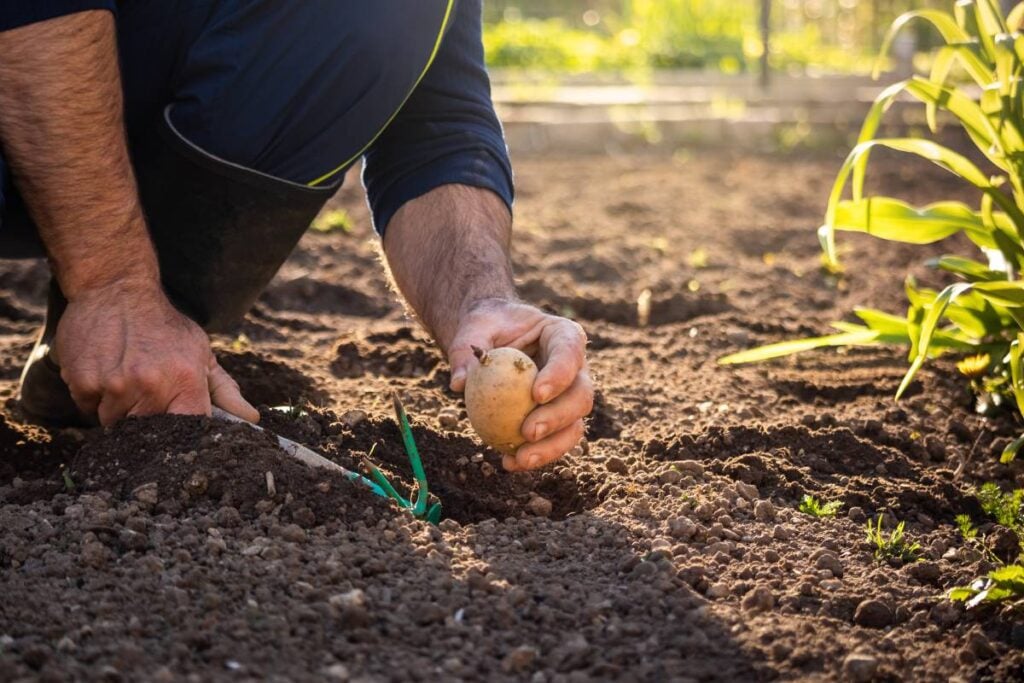 potatoes planting 1