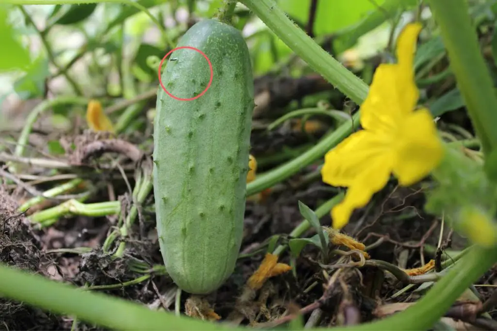 Bugs on cucumber