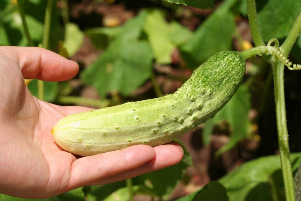 cucumber harvest