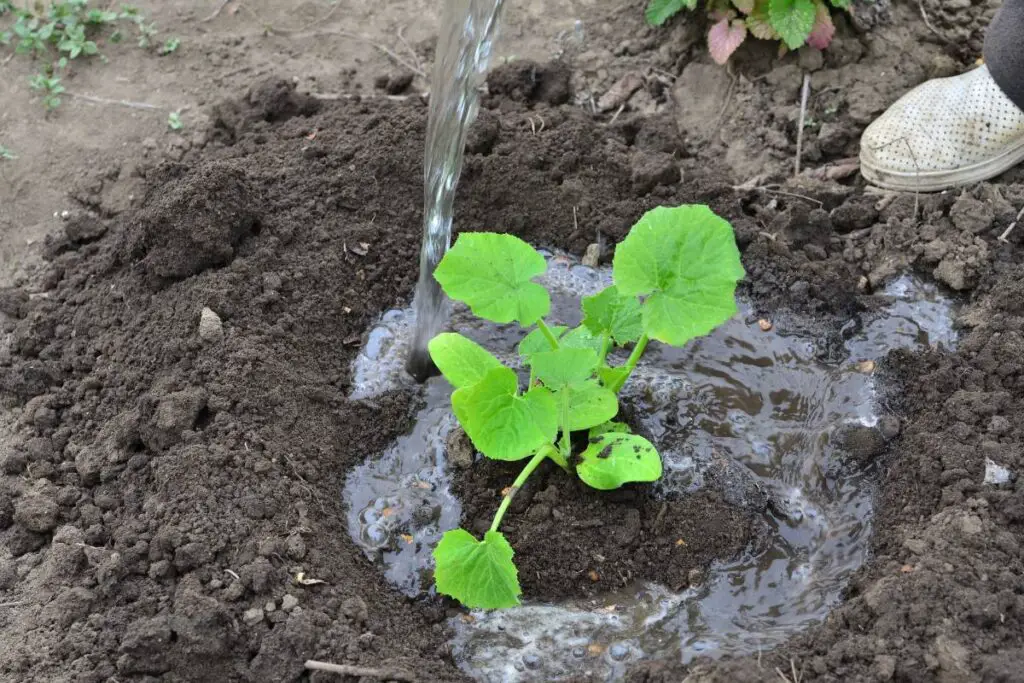 cucumber plant watering