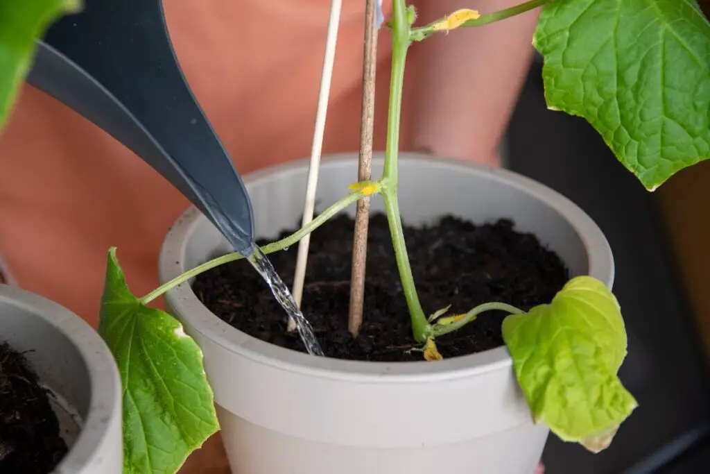 cucumber plant watering 2