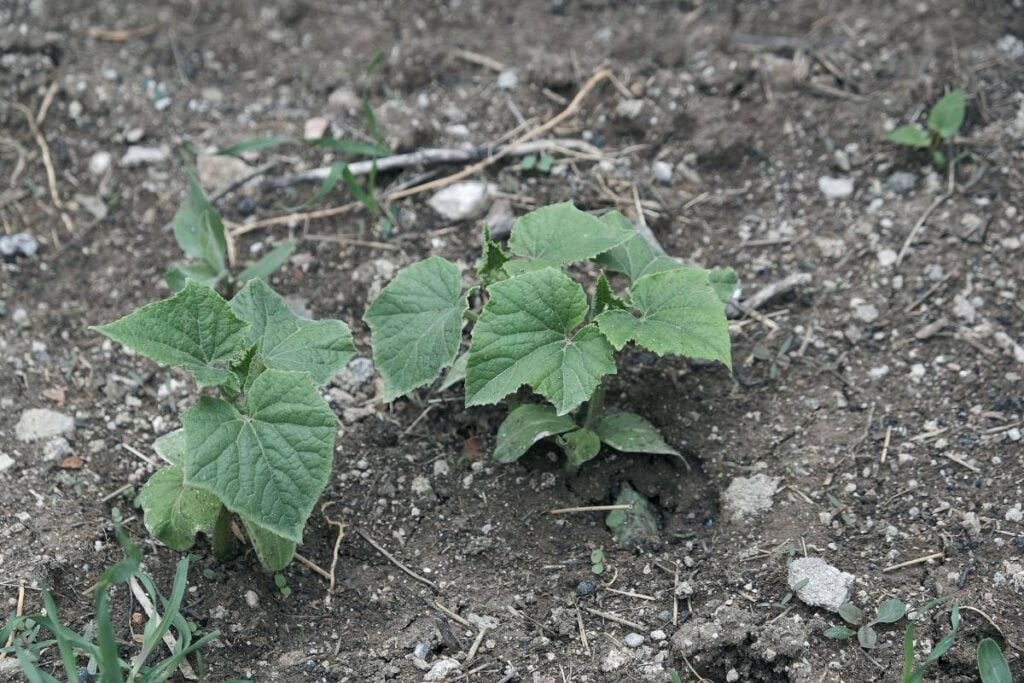 cucumber sapling