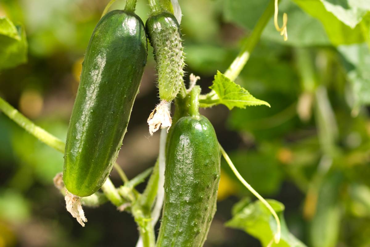 How Much Sun Do Cucumber Plants Need? (Light Requirements)