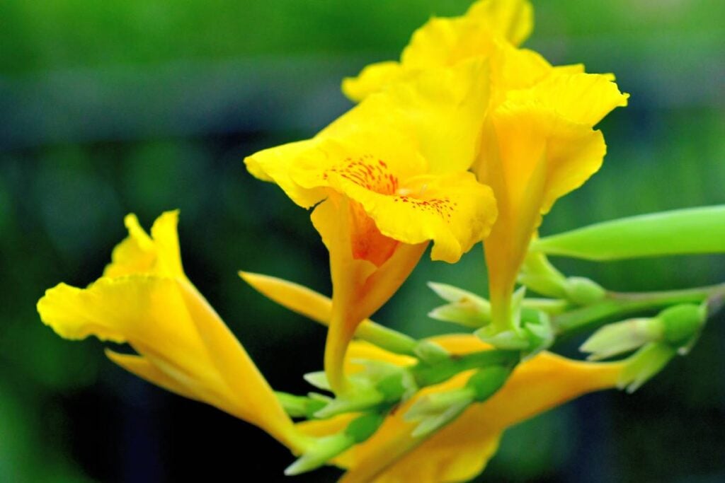 Canna lily