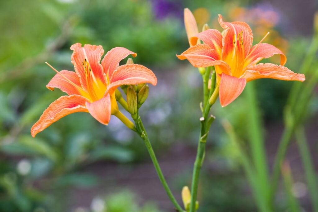 Daylily