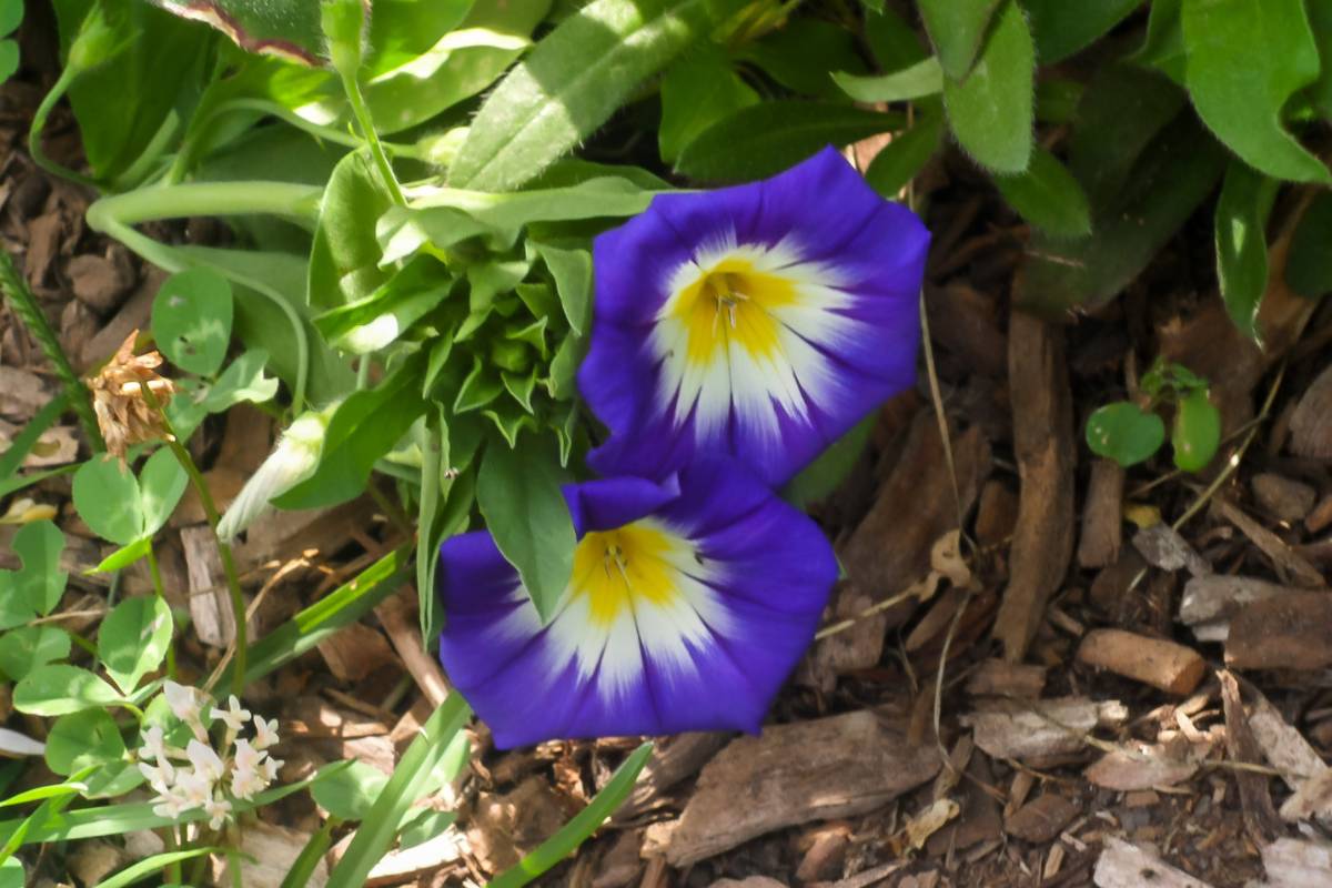 BEST CUT FLOWERS TO GROW IN SOUTHERN CALIFORNIA visual data 7
