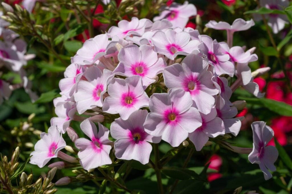 Garden phlox