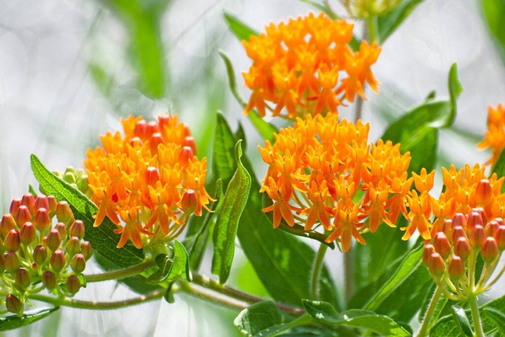 Mexican butterfly weed