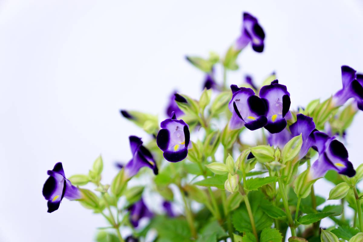 16 Best Flowers To Grow In (With Basic Care+Photos)