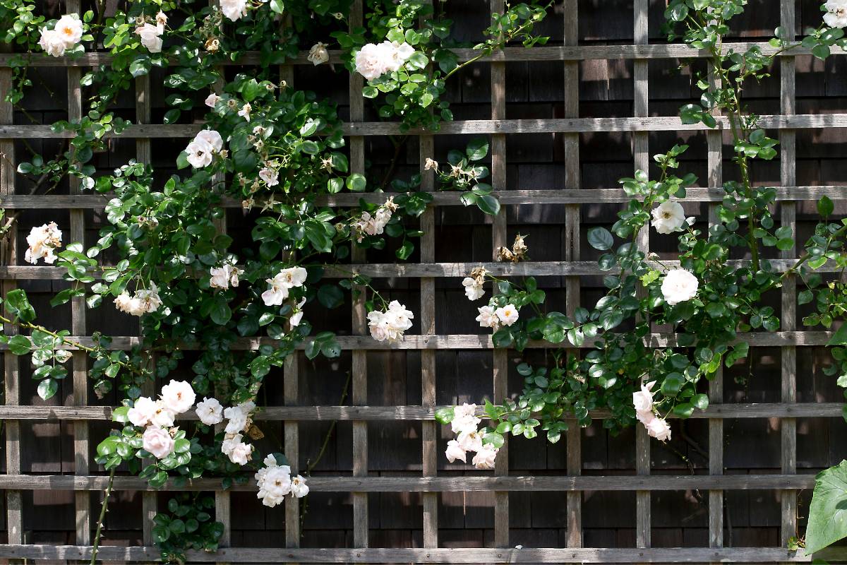 15 Best Flowers To Grow On A Trellis (+Basic Care & Pictures)