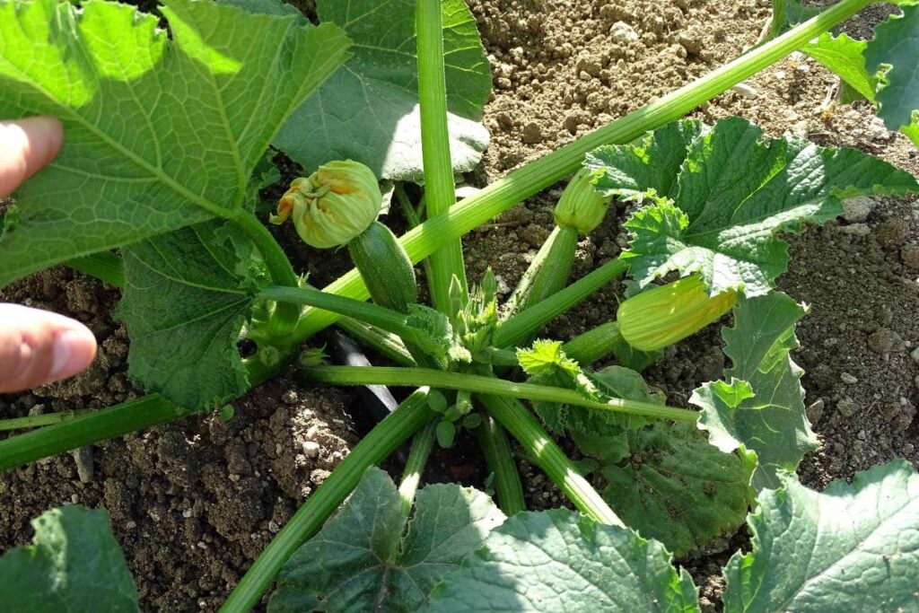 Zucchini growth