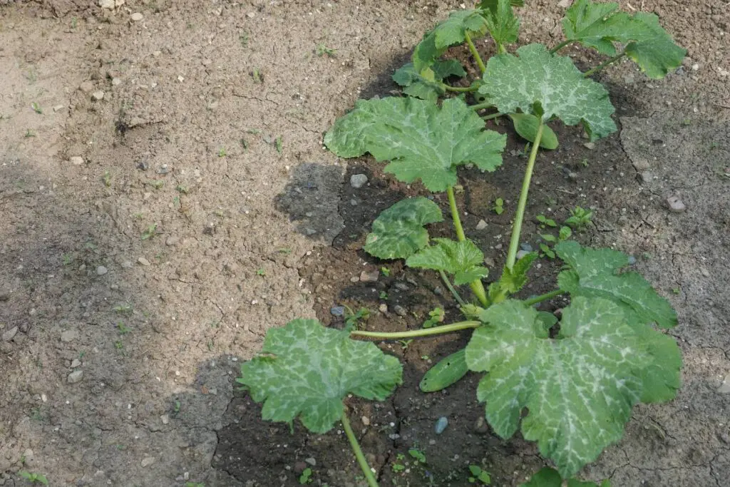 Zucchini plant soil
