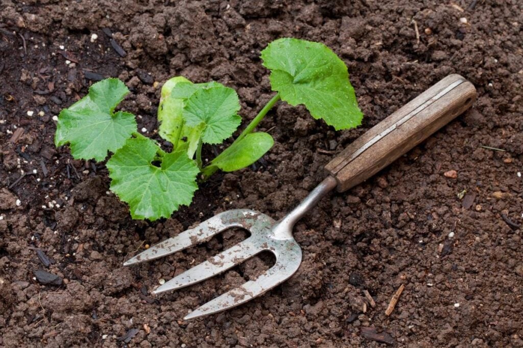 Zucchini planting