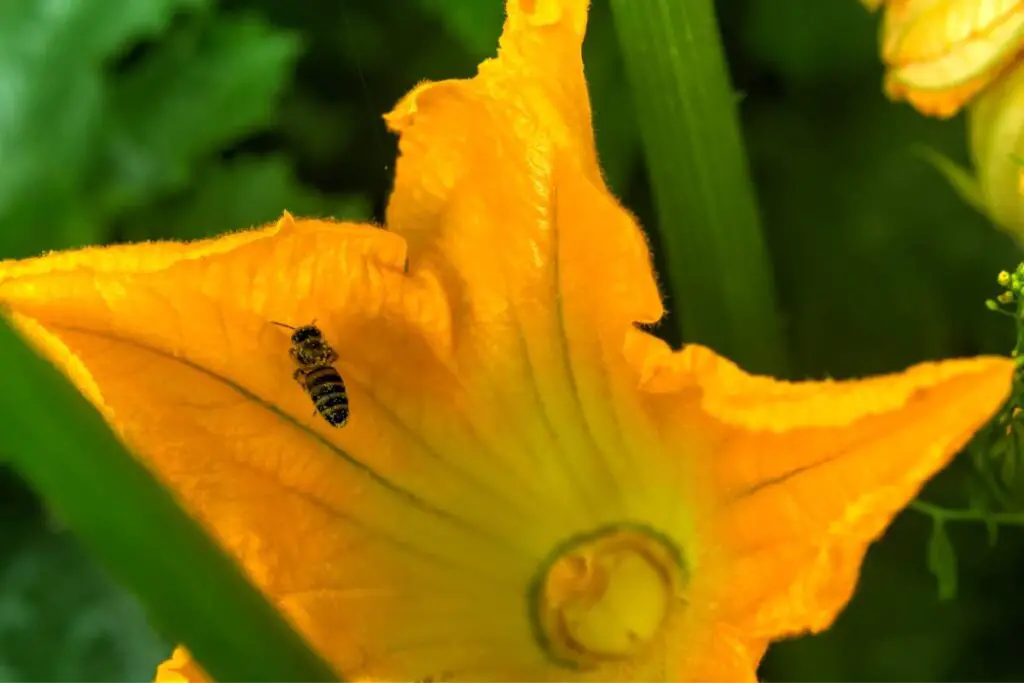 Zucchini pollination