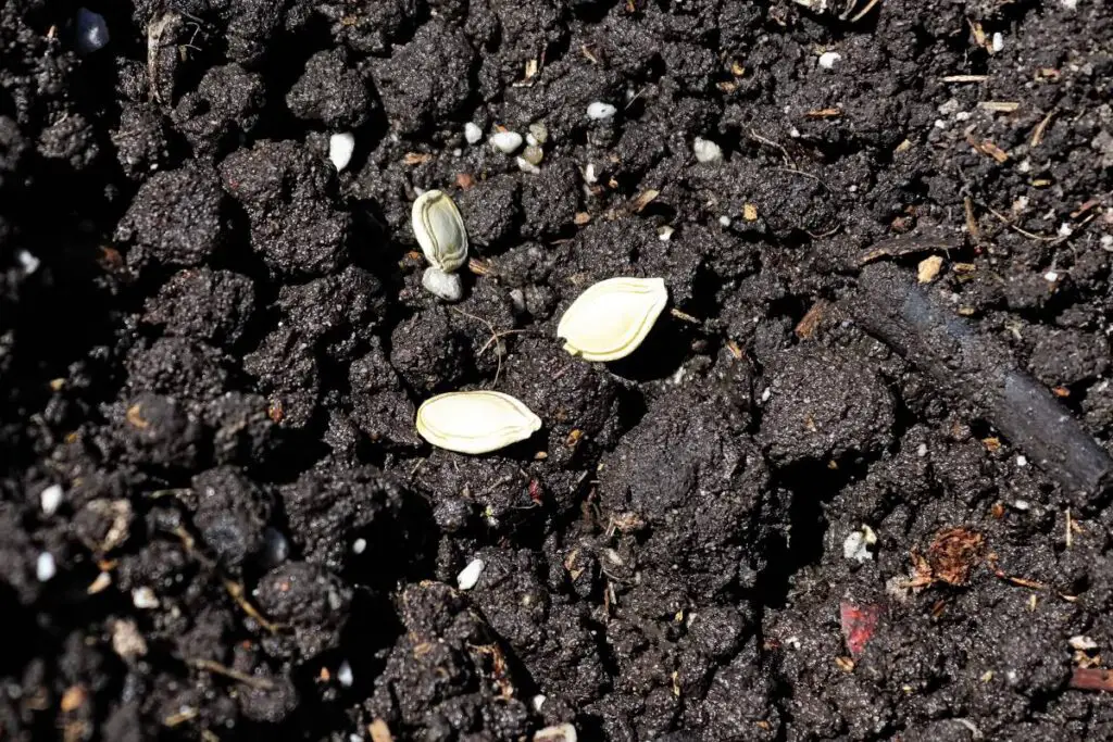 zucchini seed planting