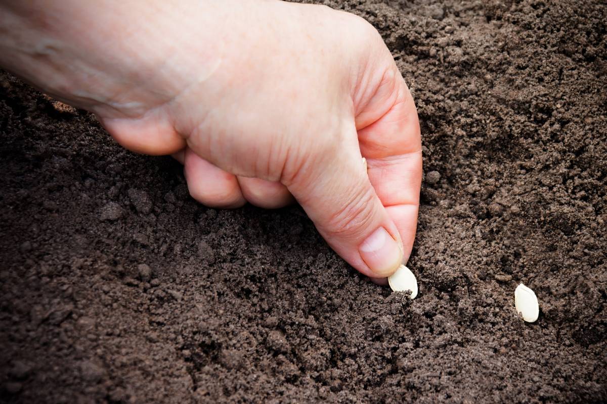 Why Is My Zucchini Plant Not Growing?