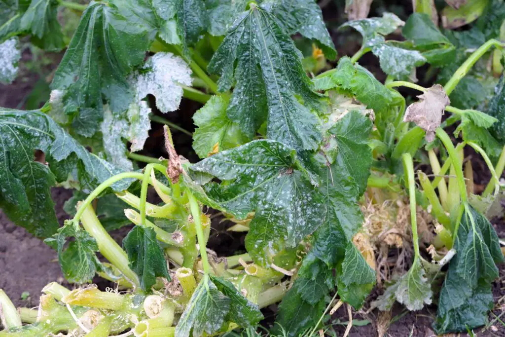 Zucchini infected with disease and damaged by frost