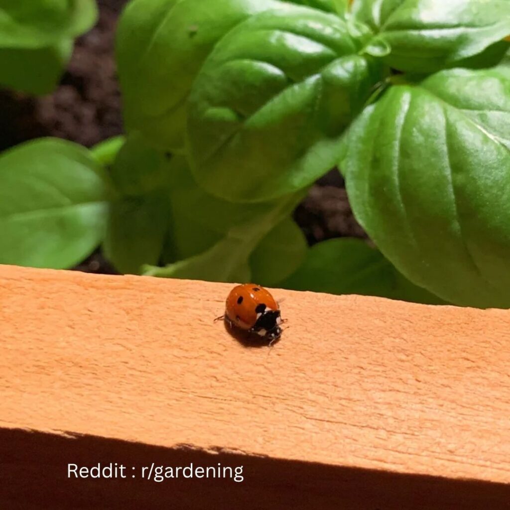 Basil with ladybug 1