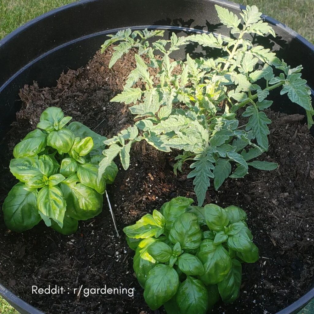 Basil Companion 4
