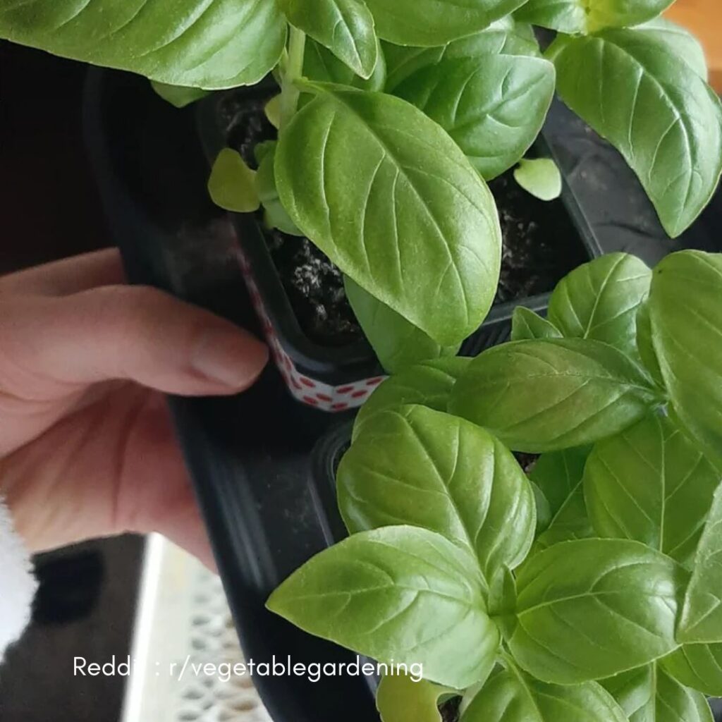 Basil Cultivation