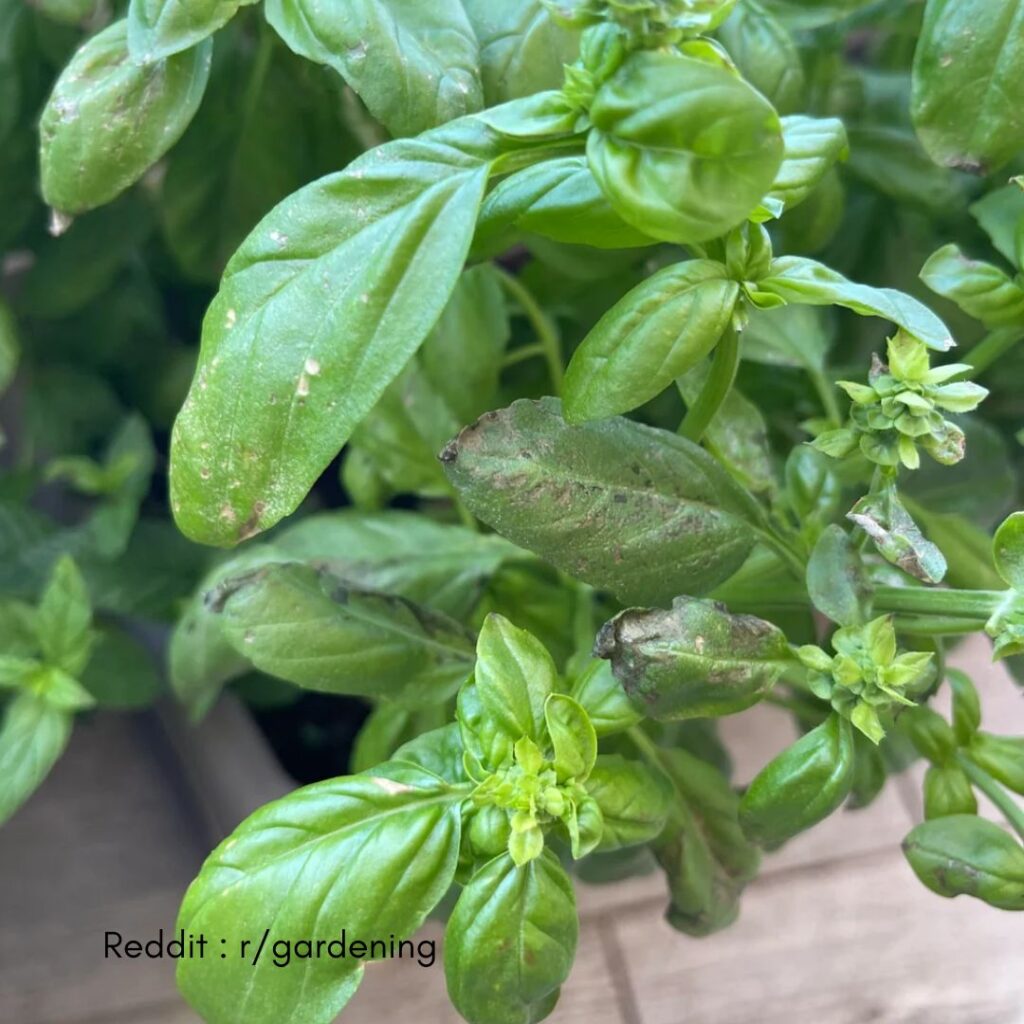 Basil Downy Mildew