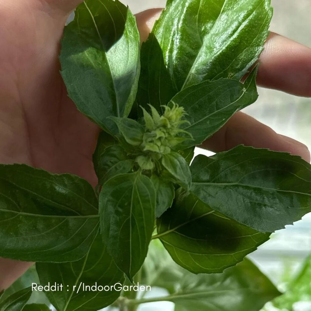 Basil Leave Flowering 1