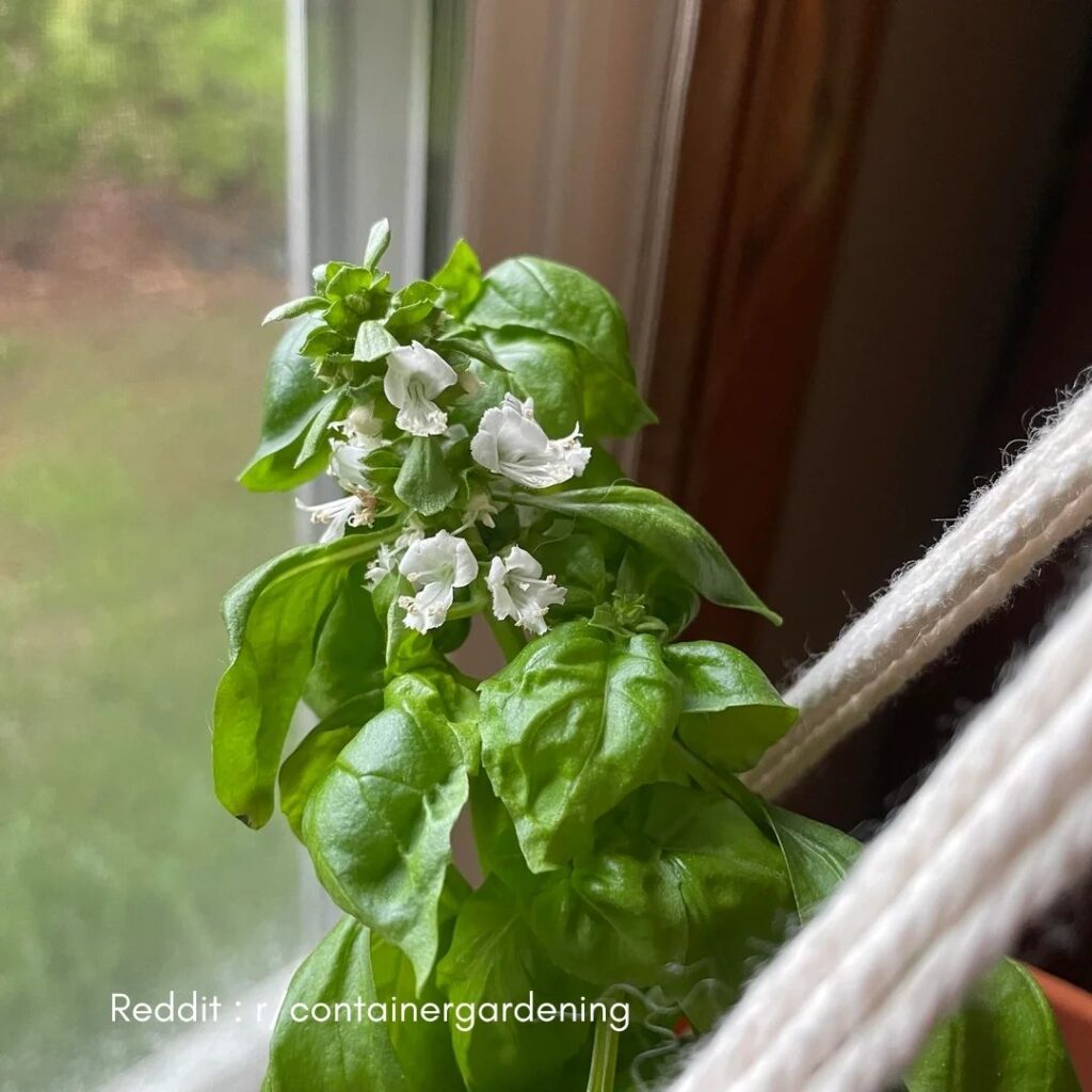 Basil Leave Flowering