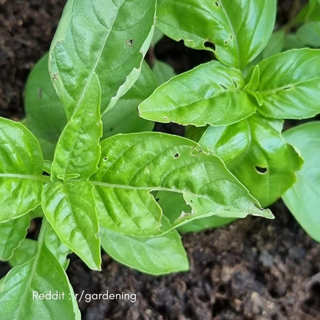 Basil Leave holes