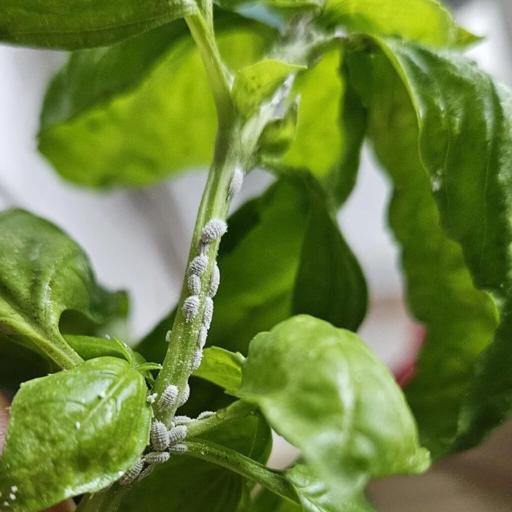 Basil Pest
