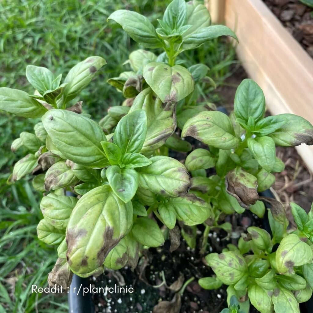 Basil Plant Brown