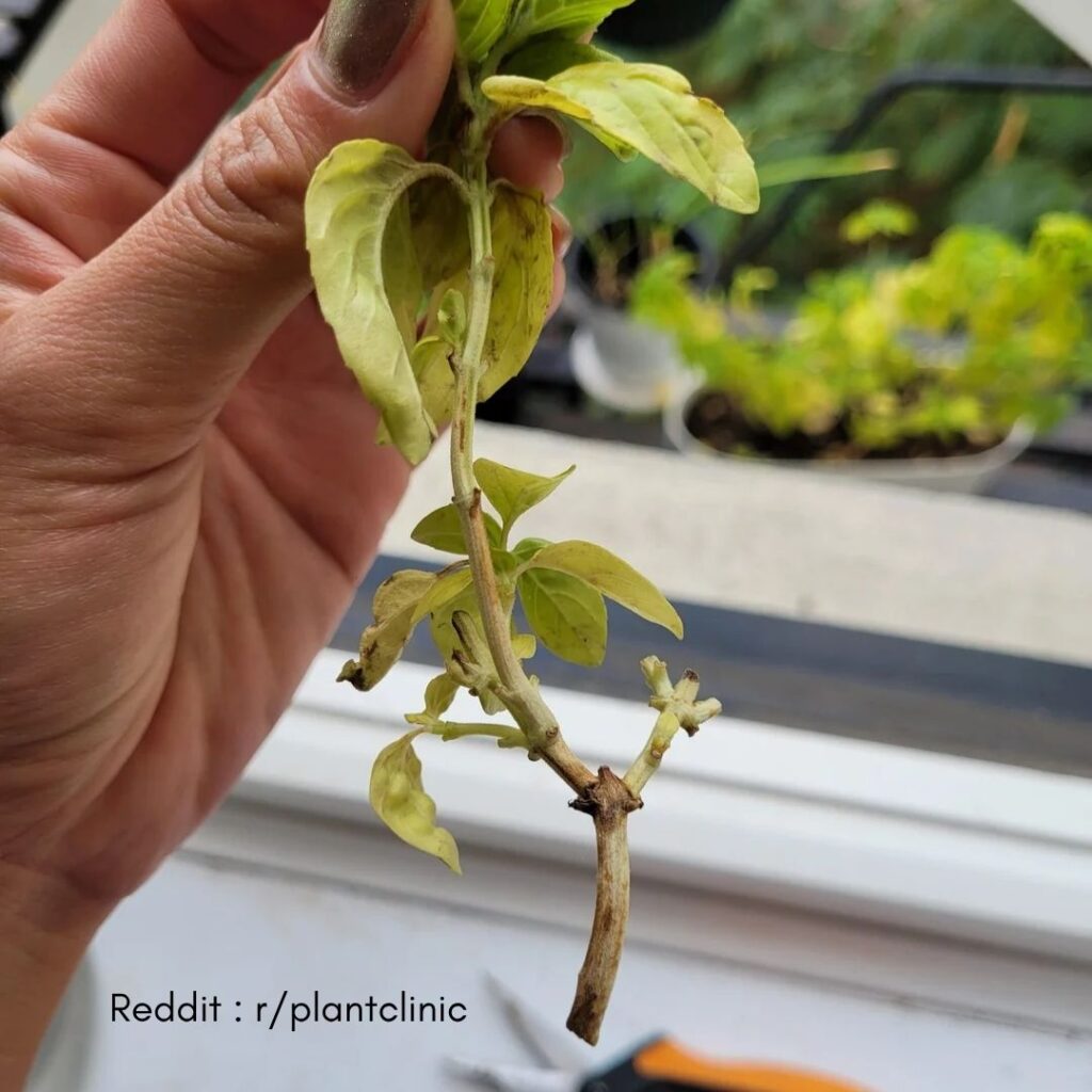 Basil Plant Brown Stem 1