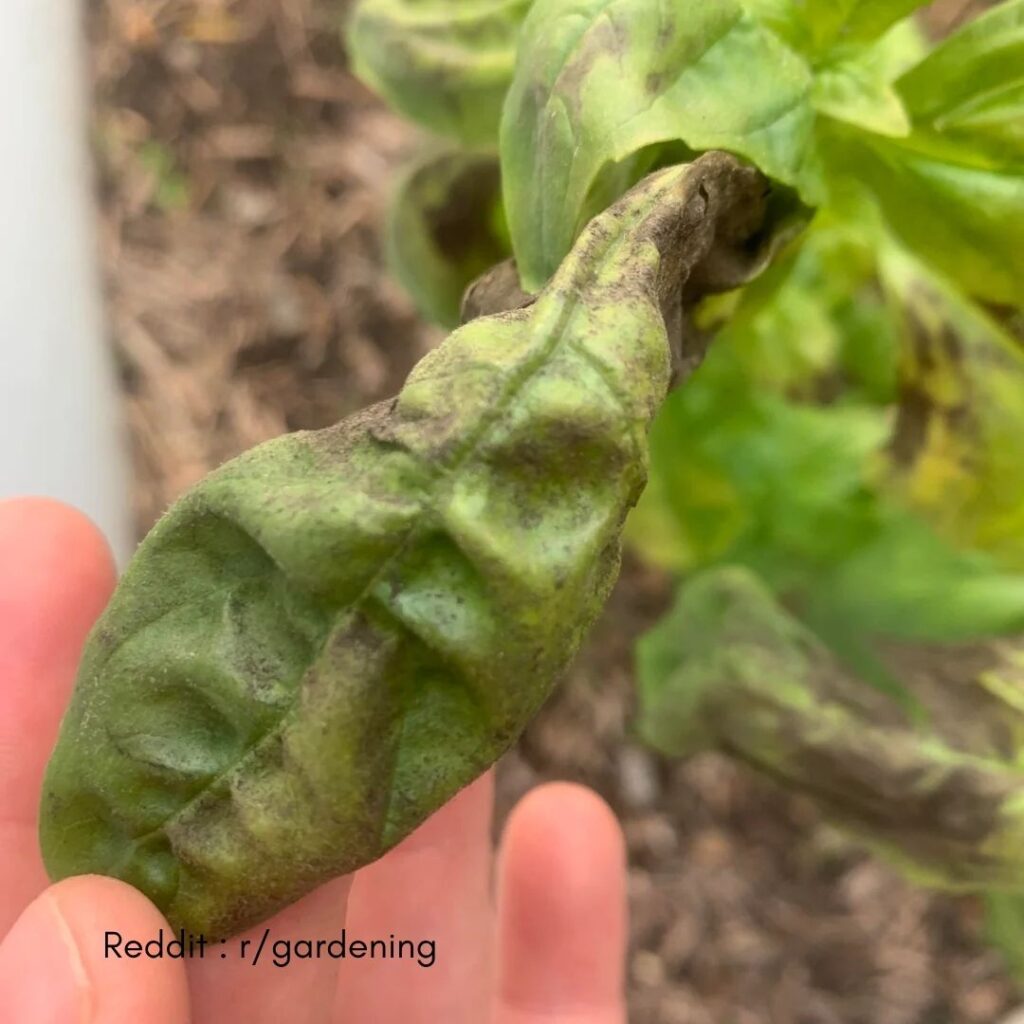 Basil Plant Brown Stem 2