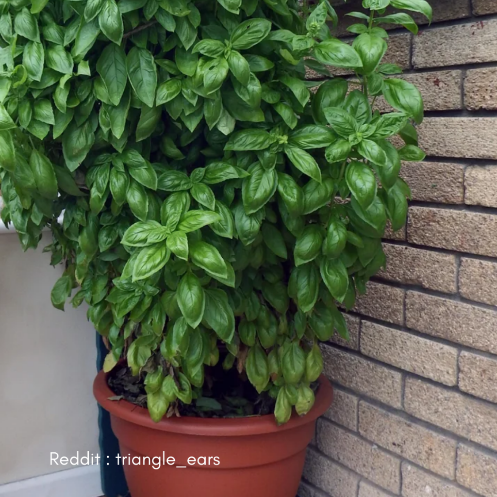 Basil Plant Care 1
