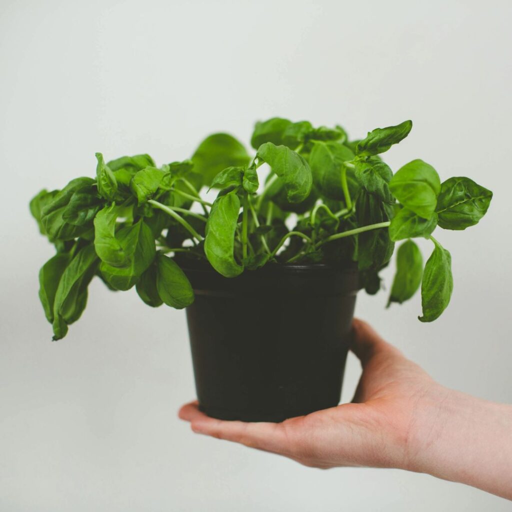 Basil Pot