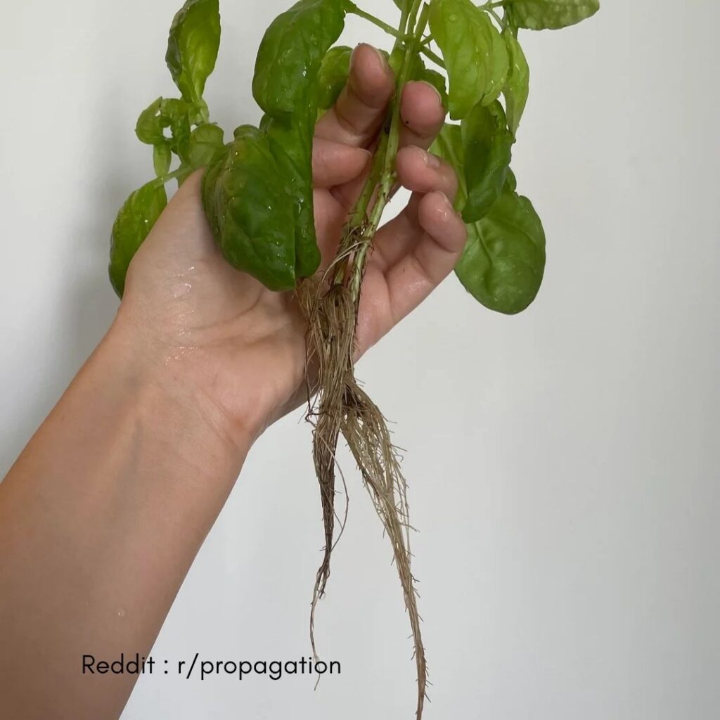 Basil Propagation
